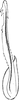 Aedeagus, ventral view on Shadelphax eforiae (Dlabola, 1961): Aedeagus, ventral view. (Observation).