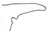 Sphodrophoxus jivarus Hebard, 1924: Pl. X, Fig. 9 (after type). female, outline of vertex. (Otu).