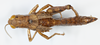 CollectionObject 1527232; 0a49f5df-2f91-4676-aeae-7b9e6ce20510: female, dorsal view (holotype). (CollectionObject).