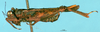 CollectionObject 1575751; f4789a79-8a82-439d-91b2-73d074c4467b: male, lateral view (paratype). (CollectionObject).