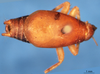 CollectionObject 1505323; 1533ef7f-b5a2-403a-bba1-aec86a637122: male, dorsal view (holotype). (CollectionObject).
