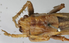 CollectionObject 1539809; ef41b6e2-a6df-478b-80bd-3eb0c35b0235: female pronotum dorsal (holotype of Tettigonia longealata). (CollectionObject).
