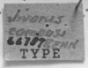 CollectionObject 1533423; f789e39f-646e-4a84-a914-ca0bff6f71ba: Image Carbonell, C.S. label (holotype of Jivarus camposi). (CollectionObject).
