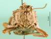 CollectionObject 1501884; DORSA BA000438S01, a880dda2-f23d-4826-9c95-5316a529dc68: female, frontal view (syntype). (CollectionObject).