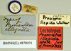 Rhyparobia maderae (Fabricius, 1781): Lectotype, unsexed, labels. BMNH(E)#878091. (Otu).
