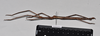 CollectionObject 1572754; NHMUK(SF IMPORT DUPLICATE) 845367, dad2dbaf-715e-4a25-9489-cc60c2d4e01e: copyright Natural History Museum, London. male, lateral view (paratype). (CollectionObject).