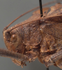 CollectionObject 1505750; 3559cd5b-4cc6-487d-b8b4-fc34b7b810e2: male pronotum, lateral view (holotype). (CollectionObject).