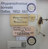 CollectionObject 1596188; 3eb06944-dd42-4408-b411-29c4237766b5: Rhyparochromus borealis. Lectotype. (BMNH) - (CC BY-NC 4.0) Photo by Stuart Cole, reproduced with permission from the Natural History Museum, London, UK. (CollectionObject).