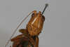 CollectionObject 2396761; 33d923b4-d82a-4525-9519-088de10081a9: female, anterior view (syntype). (CollectionObject).