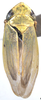 Habitus, dorsal view on Diplocolenus (Verdanus) evansi (Ashmead, 1904): Habitus, dorsal view. (Observation).