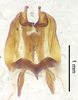 CollectionObject 1523730; 931255aa-f604-41a0-b50c-d18b3b77de3c: male genitalia, dorsal view (holotype). (CollectionObject).