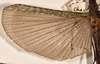 CollectionObject 1557583; 019e134f-8302-4d81-9a57-ddccfbb0fdf0: copyright OUMNH. female wings (holotype). (CollectionObject).