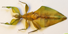 CollectionObject 1591396; 01c14c03-50dd-42f7-8931-a827a4524197: copyright IMQC Montreal. male nymph, dorsal view (paratype). (CollectionObject).
