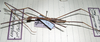 CollectionObject 1557234; a32bede3-7907-4de0-8133-d6ccb9fd739e: copyright MNHG, Geneva. male (holotype). (CollectionObject).