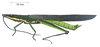 Legua crenulata (Stoll, 1813): male, lateral view. (Otu).