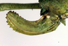 ovipositor (allotype). Depicts CollectionObject 1501996; cbe56e29-d460-48fe-926b-fdaa7d3c8b30, a CollectionObject.