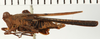 CollectionObject 1573286; NHRS NRM-ORTH 12995, 70792e2b-5f53-43f1-9059-bb1be7a71310: female, lateral view (syntype). (CollectionObject).