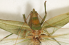 CollectionObject 1531473; 291a1cf9-8094-4906-835d-e1a6b85d0530: male, dorsal view (syntype of Conocephalus nigropunctatus). (CollectionObject).