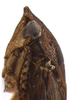 Head on Coarctana taurina Domahovski & Cavichioli, 2023: Male holotype [DZUP]: head, pronotum and mesonotum, lateral view. (Observation).