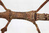 CollectionObject 1561879; 05e770bd-4413-43be-a4bf-4e5a48ea5640: copyright MHNG Geneva. female: mid-thorax, dorsal view (holotype). (CollectionObject).
