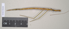 CollectionObject 1558546; NHMUK(SF IMPORT DUPLICATE) 845092, 84baf0d9-8a60-4458-be6f-95f9f040b758: copyright Natural History Museum, London. female (holotype). (CollectionObject).