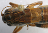 CollectionObject 1520748; 99596164-bae8-4264-a360-16b962ed3b74: male, dorsal view (paratype). (CollectionObject).
