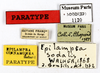 CollectionObject 1587197; MNHN(SF IMPORT DUPLICATE) MNHN-EP-EP1120, 60b370c7-40ea-4dd4-83eb-c2c65064f754: CC BY-NC-ND 4.0/MNHN - Depraetere Marion - 2014. Paratype, male, of cinnamomea Hebard, 1926. Specimen number: MNHN-EP-EP1120. http://coldb.mnhn.fr/catalognumber/mnhn/ep/ep1120. (CollectionObject).
