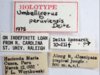 Other: !! display not done !! on Umbelligerus peruviensis Deitz, 1975: (Observation).