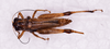 CollectionObject 1590326; 6016c7d3-d445-448d-bff1-eb2d09a73397: female, dorsal view. (CollectionObject).