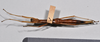 CollectionObject 1559854; NTUC 742, others barcoded, 616422ea-83f3-438c-83a2-d178842e7333: copyright NTUC. female, ventral view (syntype). (CollectionObject).