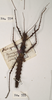CollectionObject 1560994; 34482216-ad46-4d81-a992-9851a8cd1fc9: copyright UMO, Oxford. female of Phasma (Acanthoderus) bicoronata (holotype). (CollectionObject).