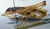 CollectionObject 1506480; MHNG 3225776, 5beb5cc5-e7d8-4761-80f6-308c019d33af: female, lateral view. (CollectionObject).