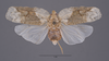 Habitus, dorsal view on Atracodes fasciculosus (Melichar, 1902): (Observation).
