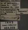 Other on Empoasca (Empoasca) panisca Ross & Moore, 1957: Labels. Labels for the specimen used for the dorsal, lateral and face images. (Observation).