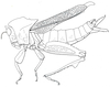Hemierianthus gabonicus Saussure, 1903: Fig. 7.1. female habitus (Hemierianthus batesi). (Otu).