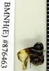 Holocompsa tolteca Saussure & Zehntner, 1894: Copyright Natural History Museum, London. Holotype (adult female) in BM(NH). Ventral view. (Otu).