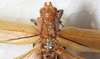 female head and pronotum, dorsal view. Depicts CollectionObject 1566594; NMW 8025, d4122cdb-8f54-45ab-bb7d-3b56e54e0f1a, a CollectionObject.