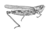 Amphitornus coloradus coloradus (Thomas, 1873): Pl. III, Fig. 11. male habitus (Amphitornus bicolor). (Otu).