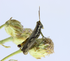 Eucephalacris borellii (Giglio-Tos, 1897): male (Brazil, Minas Gerais, Reserva Ecológica do Panga). (Otu).
