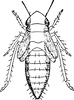 Nymph: (Observation).