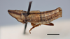Habitus, lateral view on Drakensbergena fuscovittata Linnavuori, 1961: (Observation).