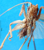 CollectionObject 1500208; 39e41965-ce85-4802-b15d-b543fd77f7c3: male, ventral view (syntype or holotype). (CollectionObject).