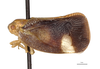 Habitus, lateral view on Anormenis metdiscus O'Brien, 1987: (Observation).