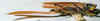 CollectionObject 1516493; NNM 3224744, 69228fb8-555f-4212-9e8b-0866a516ef1b: female habitus lateral view. (CollectionObject).