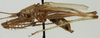 CollectionObject 1476060; 24d09a36-2f7f-45f2-861e-b040af05ccfa: male, lateral view (holotype). (CollectionObject).
