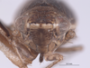 Head on Athysanella (Gladionura) hicksi Hamilton, 2002: (Observation).