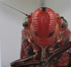 Head: !! display not done !! on Aulacizes quadripunctata (Germar, 1821): Head. (Observation).