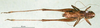 CollectionObject 1502683; ca7f1850-c99c-471f-ac8d-d4ad8cab7d88: male, dorsal view (paratype of Platycleis moldavica). (CollectionObject).