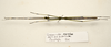 CollectionObject 1591074; 3f08a0ef-71f1-4518-a1c5-70dfa24afd6d: copyright ZRC Singapore. male, dorsal view (paratype). (CollectionObject).