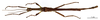 CollectionObject 1558257; 47e572b2-bf95-48f0-8550-063f4b2b18b2: copyright MNHN, Paris. male of Damasippoides erythropterus (syntype). (CollectionObject).